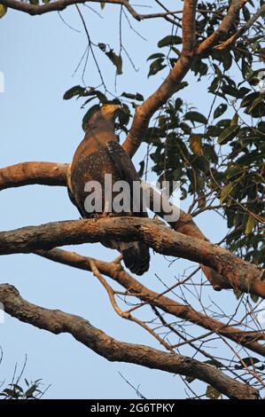 Kaeng Krachen NP, Thailand Februar Stockfoto