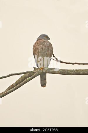 Shikra (Accipiter badius poliopsis) adulte Hündin, die auf dem Zweig des Kaeng Krachan NP, Thailand, thront November Stockfoto