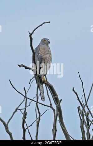 Shikra (Accipiter badius poliosis) adulte Hündin, die im toten Baum Chiang Dao, Thailand, thront November Stockfoto