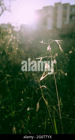 In der Abendsonne stehen Dandelionen und andere Grashalme Stockfoto
