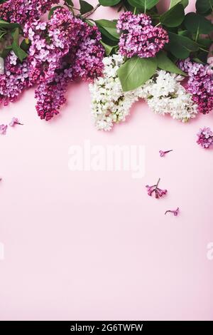 Lila und weiße Flieder auf einem rosa Hintergrund. Stockfoto