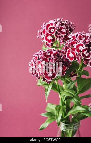 Bouquet von Nelkenblumen auf einem dunkelrosa Hintergrund. Dianthus barbatus (Sweet William). Stockfoto