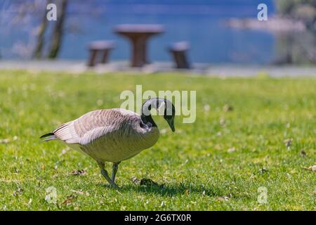 Kanadische Gans grasen im Park in British Columbia. Straßenbild, Reisefoto, selektiver Fokus, Konzeptfoto Natur. Stockfoto