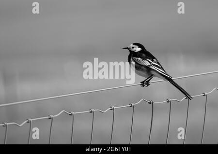 Ein niedlicher geweckter Wagtail, der auf einem Draht steht Stockfoto