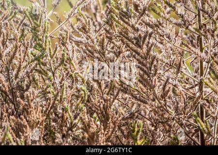 Gelber Herbst flauschiges Federgras mit Samen auf gebogenen Stängeln bei leichtem Wind. Nahaufnahme leicht verwackelt mit selektivem Fokus. Hallo Herbstkonzept. Nat Stockfoto