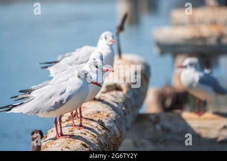 Eine Reihe von Möwen liegt auf einem alten Seebrücke. Möwen ruhen auf dem Wellenbrecher. Die europäische Heringsmöwe, Larus argentatus Stockfoto