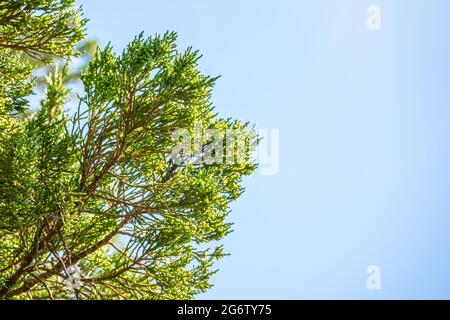 Grüne Blätter eines Wacholderbaums immergrün. Juniperus excelsa, auch griechischer Wacholder genannt Stockfoto