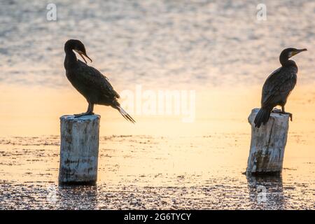Ein Schwarm Kormorane sitzt auf einem alten Seebrücke in orangefarbenem Sonnenuntergangslicht. Der große Kormoran, Phalacrocorax carbo, bekannt als der große schwarze Kormoran, OR Stockfoto