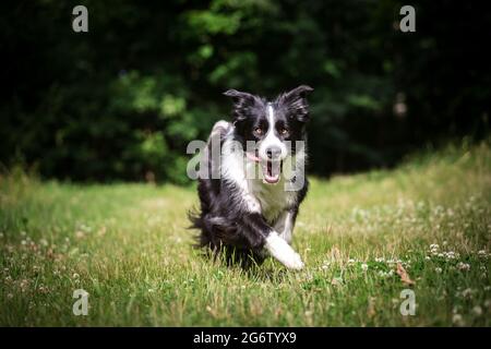 Border Collie laufen Stockfoto
