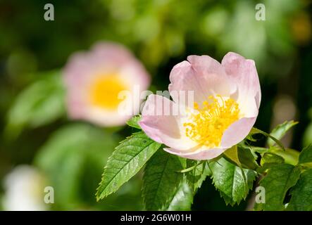 Nahaufnahme der blühenden Hunderose (rosa canina) Stockfoto