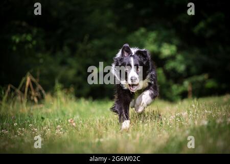 Border Collie laufen Stockfoto