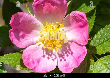 Nahaufnahme der blühenden Hunderose (rosa canina) Stockfoto