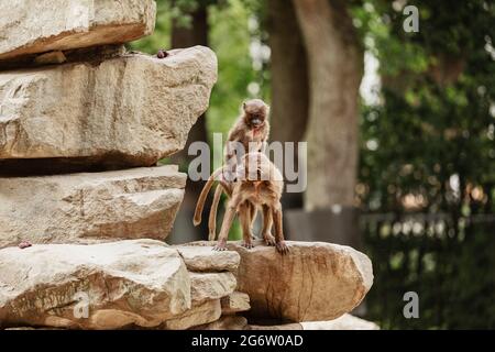 Affenpaar brütet auf dem Baum in einer Dschungelszene. Stockfoto