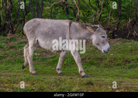 Abbots Well, Frogham, Fordingbridge, New Forest, Hampshire, Großbritannien, 8. Juli 2021, Wetter: Starker Regenschauer am Abend. Ein Esel aus dem New Forest sieht nach einem guten Einweichen aus dem Regenguss entwirrt aus. Kredit: Paul Biggins/Alamy Live Nachrichten Stockfoto