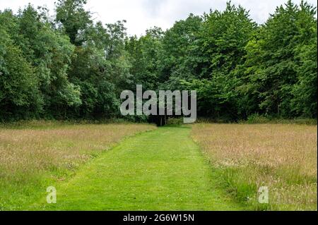 Wiese wilde Blumen wachsen lassen Stockfoto