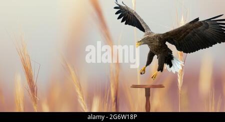 Bald Eagle landet auf einer Bank Stockfoto