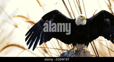 Weißkopfseeadler, der auf einem Stein landete Stockfoto