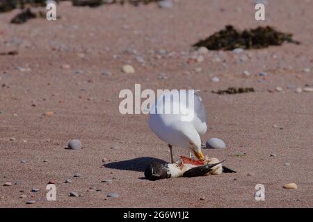 Heringmöwe, Larus argentatus, Fütterung von unglücklichen Razobill, Alca gorda, am Pennan Beach, Aberdeenshire. VEREINIGTES KÖNIGREICH Stockfoto