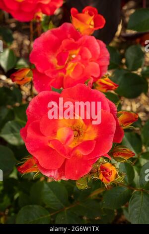 Herausragende Rosa Bright and Breezy = 'Dicjive', Floribunda Rose 'Bright and Breezy', natürliches Pflanzenportrait Stockfoto