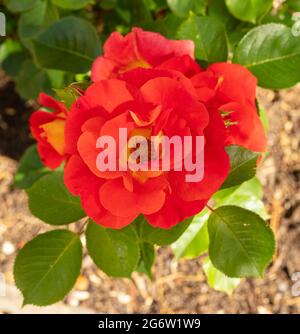 Herausragende Rosa Bright and Breezy = 'Dicjive', Floribunda Rose 'Bright and Breezy', natürliches Pflanzenportrait Stockfoto