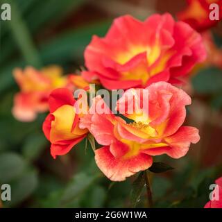 Herausragende Rosa Bright and Breezy = 'Dicjive', Floribunda Rose 'Bright and Breezy', natürliches Pflanzenportrait Stockfoto