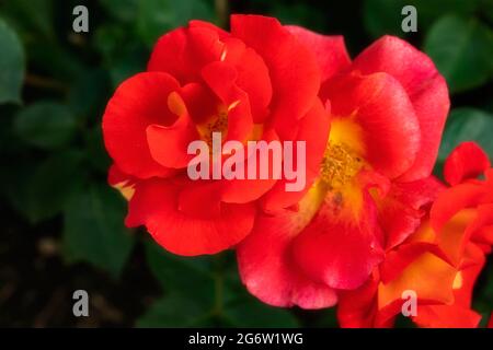 Herausragende Rosa Bright and Breezy = 'Dicjive', Floribunda Rose 'Bright and Breezy', natürliches Pflanzenportrait Stockfoto