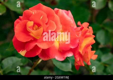 Herausragende Rosa Bright and Breezy = 'Dicjive', Floribunda Rose 'Bright and Breezy', natürliches Pflanzenportrait Stockfoto