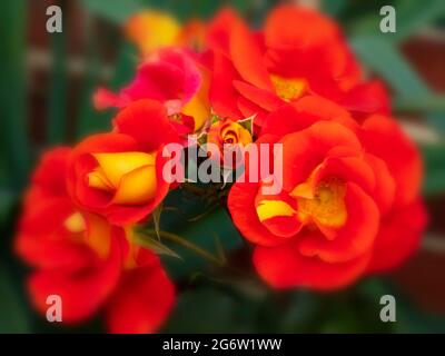 Herausragende Rosa Bright and Breezy = 'Dicjive', Floribunda Rose 'Bright and Breezy', natürliches Pflanzenportrait Stockfoto