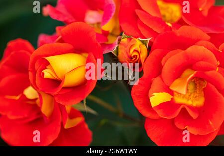 Herausragende Rosa Bright and Breezy = 'Dicjive', Floribunda Rose 'Bright and Breezy', natürliches Pflanzenportrait Stockfoto