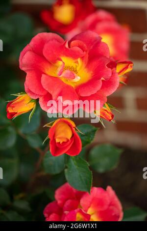 Herausragende Rosa Bright and Breezy = 'Dicjive', Floribunda Rose 'Bright and Breezy', natürliches Pflanzenportrait Stockfoto