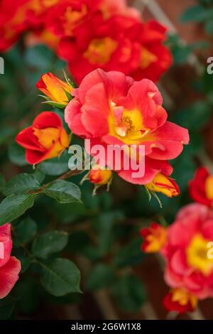 Herausragende Rosa Bright and Breezy = 'Dicjive', Floribunda Rose 'Bright and Breezy', natürliches Pflanzenportrait Stockfoto