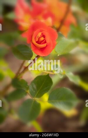 Herausragende Rosa Bright and Breezy = 'Dicjive', Floribunda Rose 'Bright and Breezy', natürliches Pflanzenportrait Stockfoto