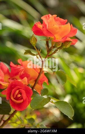 Herausragende Rosa Bright and Breezy = 'Dicjive', Floribunda Rose 'Bright and Breezy', natürliches Pflanzenportrait Stockfoto