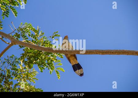 Ein Guira Kuckuck (Guira guira) auf einem Ast mit blauem Himmel im Hintergrund. (Anu-Branco) Stockfoto