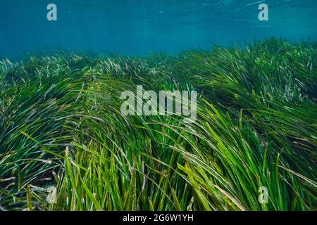 Seegras unter Wasser im Mittelmeer, neptungras Posidonia oceanica, Französische Riviera, Frankreich Stockfoto