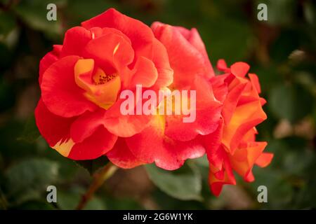 Herausragende Rosa Bright and Breezy = 'Dicjive', Floribunda Rose 'Bright and Breezy', natürliches Pflanzenportrait Stockfoto