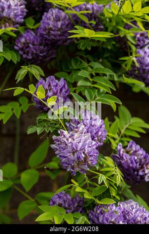 Wisteria frutescens „Longwood Purple“ Stockfoto