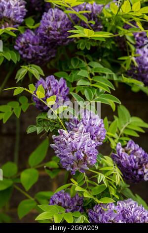 Wisteria frutescens „Longwood Purple“ Stockfoto