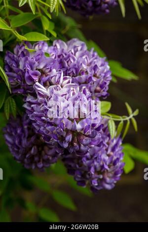 Wisteria frutescens „Longwood Purple“ Stockfoto
