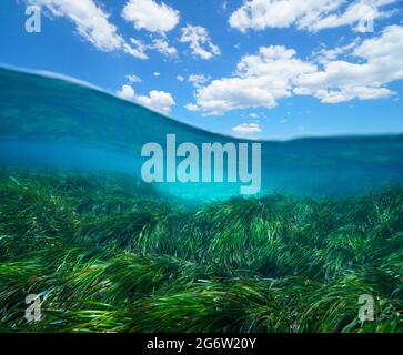 Seegras Unterwasser Meer und blauer Himmel mit Wolke, Split Blick über und unter der Wasseroberfläche, Mittelmeer Stockfoto