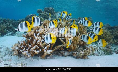 Tropischer Fisch und Korallenriff unter dem Ozean (pazifischer Butterflyfisch mit Doppelsattel), Französisch-Polynesien Stockfoto