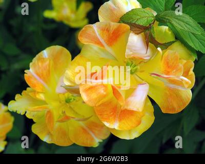 Die doppelte Schönheit der Apeldoorn Tulpen blüht in einem Garten Stockfoto