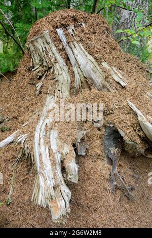 Ameisen aus Ameisenwald nisten auf alten Baumstümpfen Ameisennest aus Formica-Rufa-Holz Ameisennest Stockfoto