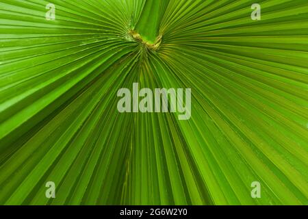 Grüne Palmtree-Blattstruktur mit Streifen. Nahaufnahme des Hintergrundbildes mit frischen tropischen Palmenblättern Stockfoto