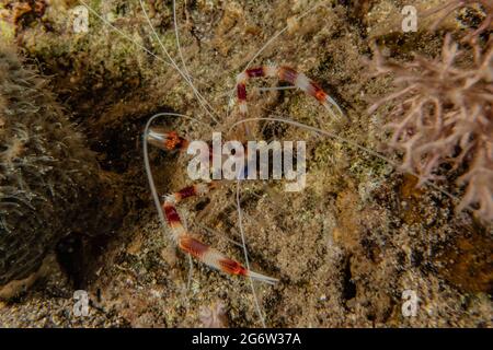 Korallengarnelen Stenopus hispidus im Roten Meer Eilat Israel Stockfoto