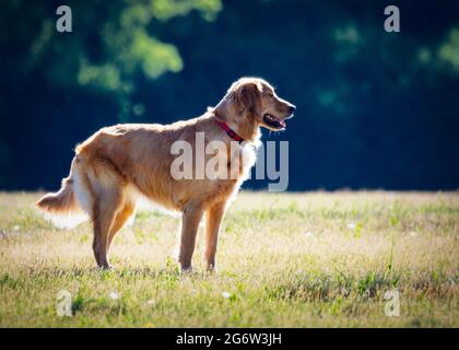 Ein goldener Retriever steht auf einer Wiese und blickt in die Ferne. Stockfoto