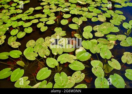 Eine Gruppe von leuchtend grünen Seerosen im Teich neben dem Boardwalk-Wanderweg am Ridges Sanctuary, Baileys Harbor, Door County, Wisconsin, USA Stockfoto