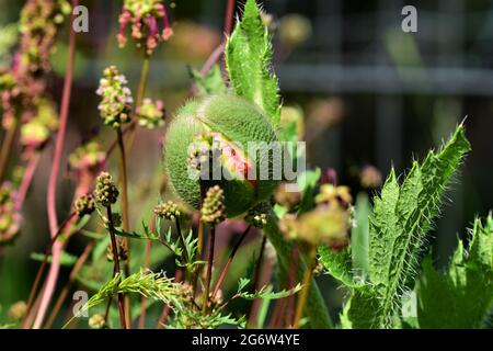 Grüne Mohnknospe beginnt sich in einem Blumenbeet zu öffnen Stockfoto