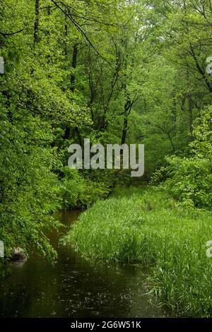 Ein Bach wird von üppigen, grünen Bäumen und Sträuchern überwuchert. Es regnet im Frühling. Stockfoto