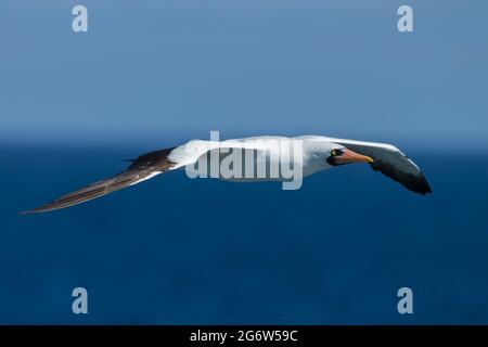 Nazca booby (Sula granti) im Flug Stockfoto